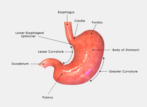 Gastrectomy by OrangeCountySurgeons